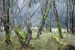 2016 Prints: Deciduous forest with gnarled trees overgrown by moss and lichen