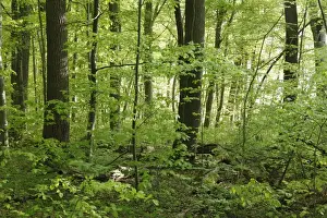 Funfseenland Prints: Deciduous forest, Seeholz Nature Reserve at Riederau on Lake Ammer