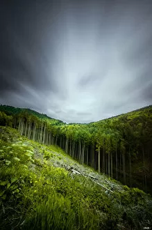 Images Dated 18th May 2012: Deep forest