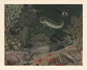 Images Dated 21st October 2018: Deep sea fauna, lithograph, published in 1897