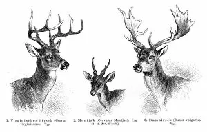 Images Dated 24th July 2016: Deer antlers engraving 1896