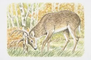 Looking Down Gallery: Deer buck (Cervidae) rubbing its antlers against tree