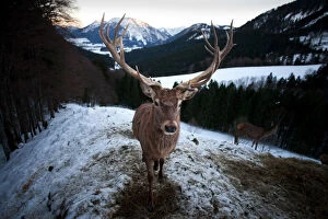 Deer -Cervus elaphus-, stag in the snow, near Ruhpolding, Bavaria, Germany