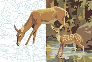 Deer Drinking