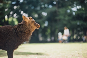 Images Dated 11th October 2014: Deer live freely