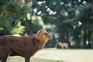 Images Dated 11th October 2014: Deer live freely in Nara, Japan