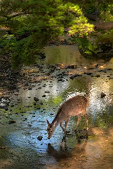 Images Dated 14th April 2016: deer in nara park
