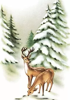 Deer in front of pine trees