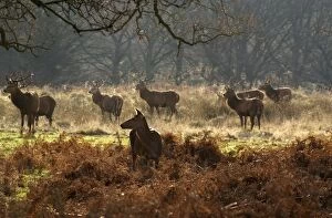 Images Dated 1st May 2014: Deer in Richmond Park