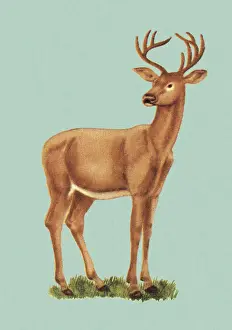 Pop Ar Prints: Deer Standing