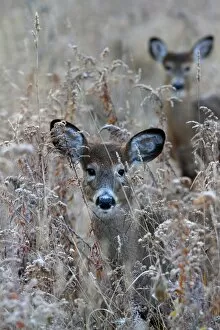 Images Dated 11th November 2011: Deers