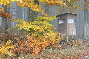 Deerstand underneath the colourful autumn leaves of a beech -Fagus sylvatica-, Unterallgaeu, Allgaeu, Bavaria, Germany