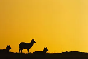 Images Dated 18th August 2015: Defassa waterbuck females at sunrise