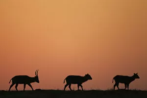 Images Dated 7th September 2015: Defassa waterbuck at sunrise