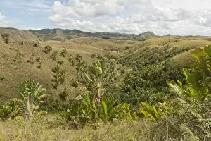 Images Dated 19th May 2013: Deforested hills with forests of Travellers Trees or Travellers Palms -Ravenala madagascariensis