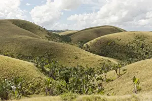 Deforested hills with forests of Travellers Trees or Travellers Palms -Ravenala madagascariensis- in the valleys, in their natural habitat near Manakara, Madagascar