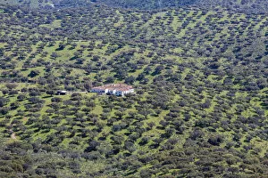Oak Tree Collection: Dehesa of Extremadura, Monfraguee National Parks, UNESCO biosphere reserve, Extremadura, Spain