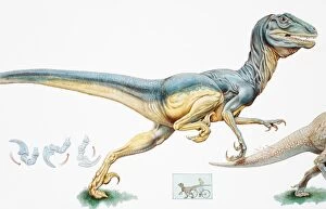 Images Dated 19th June 2007: Deinonychus antirrhopus, carnivorous dromaeosaurid dinosaur, early Cretaceous Period