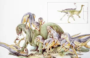 Carnivore Prints: Deinonychus antirrhopus, large group violently attacking larger dinosaur