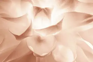 Prints of Delicate Peony flower background in Beige Brown Mocha color Color of The Year 2025. Abstract Spring summer natural background for beauty product and mental health, invitation, greeting card A Curated Collection of Warm Elegance: Delicate Peony flower background in Beige Brown Mocha color Color of The Year 2025