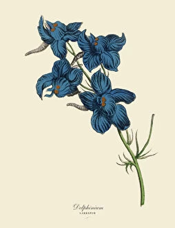 Art Illustrations Gallery: Delphinium or Larkspur Plant, Victorian Botanical Illustration