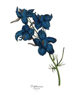 Delphinium or Larkspur Plant, Victorian Botanical Illustration