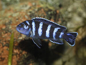 Images Dated 26th April 2010: Demasons cichlid -Pseudotropheus demasoni-, cichlid from Lake Malawi -Cichlid-, mouth-breeder