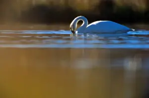 Swan Prints: Denali National Park. Trumpeter swans are the largest species of swan and one of