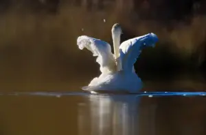 Swan Prints: Denali National Park. Trumpeter swans are the largest species of swan and one of