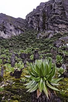 Images Dated 6th June 2012: Dendrosenecio, Rwenzori Mountains, Uganda