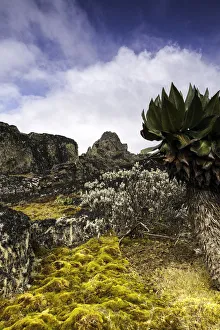 Images Dated 6th June 2012: Dendrosenecio, Rwenzori Mountains, Uganda