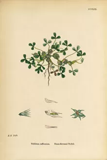 Images Dated 12th June 2017: Dense-flowered Trefoil, Trifolium suffocatum, Victorian Botanical Illustration, 1863