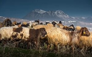 Dense sheep herd with volcano background