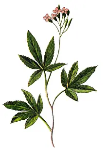 Dentaria enneaphyllos