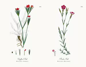 Images Dated 21st November 2017: Deptford Pink, Dianthus Armeria, Victorian Botanical Illustration, 1863