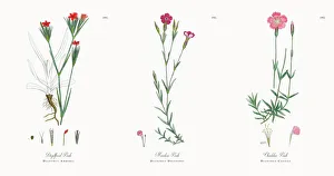 Images Dated 21st November 2017: Deptford Pink, Dianthus Armeria, Victorian Botanical Illustration, 1863