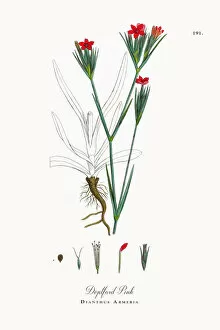 Images Dated 3rd October 2017: Deptford Pink, Dianthus Armeria, Victorian Botanical Illustration, 1863