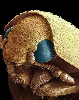 Images Dated 17th August 2019: Dermestid beetle, SEM
