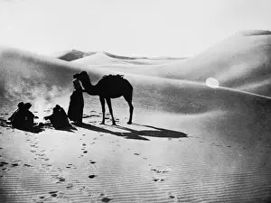 Landscape Lighting Prints: Desert Camel