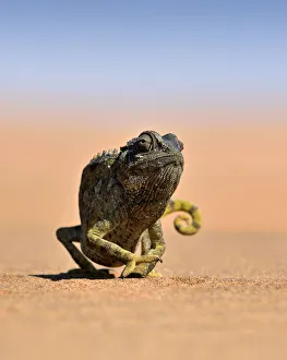 Namibia Collection: Desert Chameleon