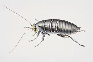 Insecta Gallery: Desert Cockroach, Arenivaga investigata, side view