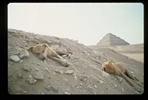 Pyramid Prints: Desert Dogs Sleep in Holes Near Step Pyramid
