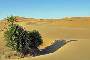 Images Dated 15th May 2010: Desert of Erg Chebbi, Morocco, Africa, PublicGround