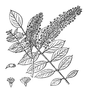Navy Blue Prints: Desert false indigo, false indigo-bush, and bastard indigobush (Amorpha fruticosa)