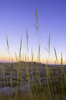 Desert grass against sandstone formations, dusk, autumn