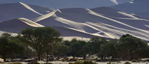 Desert landscape with trees, Namib, Hardap Region, Namibia