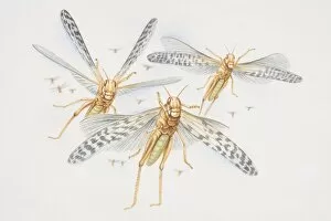 Images Dated 14th July 2006: Three Desert Locusts (schistocerca gregaria) in flight, front view