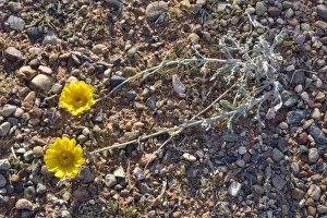 Images Dated 9th November 2011: Desert Marigold -Baileya multiradiata-, Lake Powell, Page, Arizona, United States