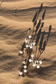 Desert plant in the sand, Sossusvlei, Namib-Naukluft National Park, Namibia