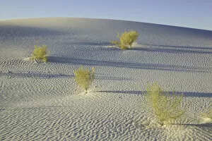 New Mexico Collection: desert plants, White Sands National Monument, NM